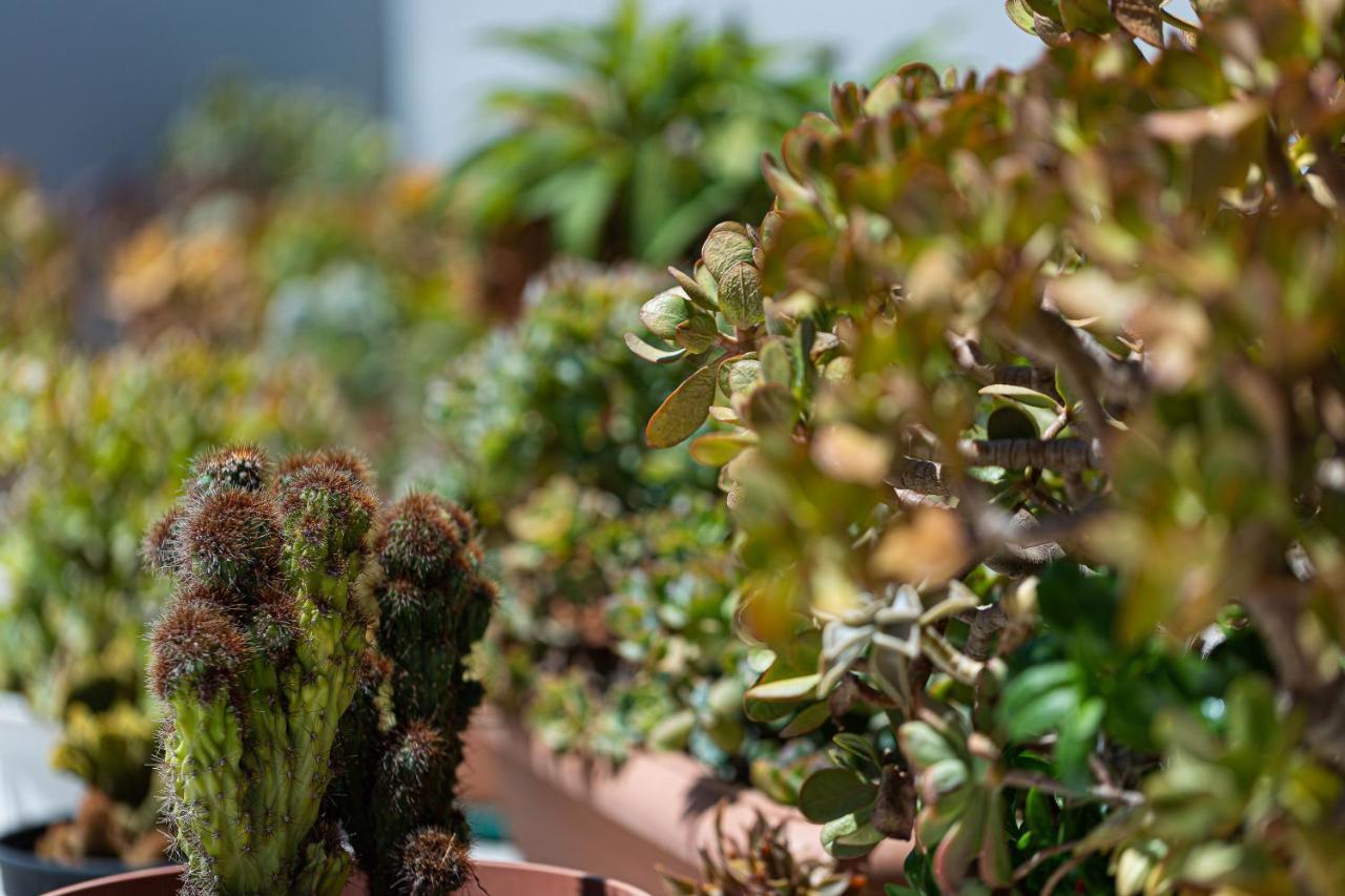Cactopia Apartments- Hoya-Aeonium Rethymno Exterior foto